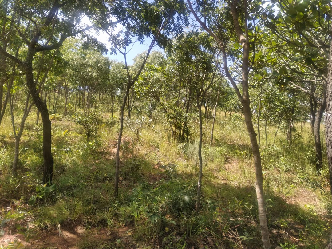 CHISHAWASHA HILLS ESTATE STAND FOR SALE